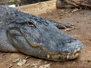 Obraz premium crocodile