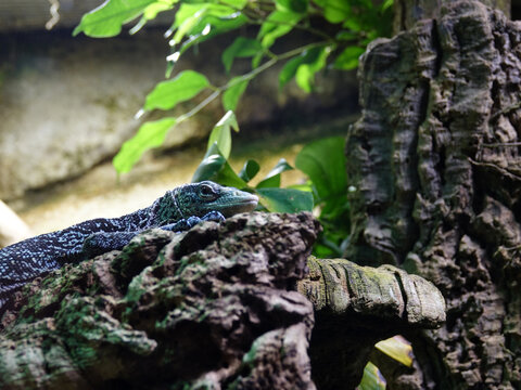 varan bleu