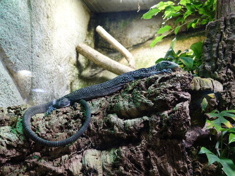 varan bleu