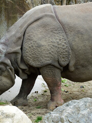 Fototapeta premium Rhinocéros indien