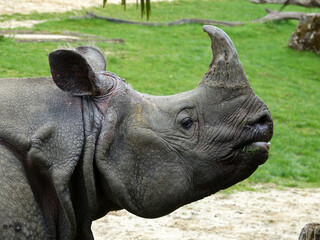 Fototapeta premium Rhinocéros indien