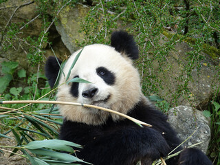 Naklejka premium Panda géant de Chine