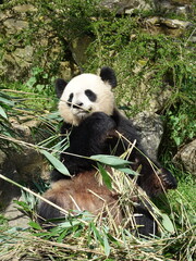 Fototapeta premium Panda géant de Chine