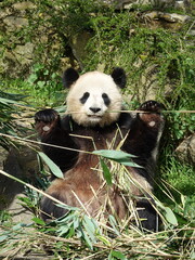 Obraz premium Panda géant de Chine