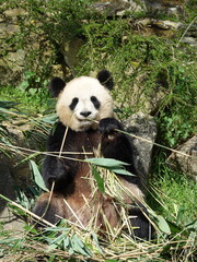 Obraz premium Panda géant de Chine