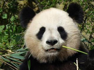 Obraz premium Pandat géant de Chine