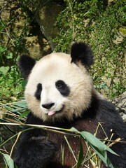 Fototapeta premium Pandat géant de Chine