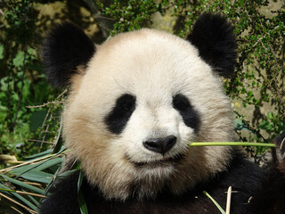 Obraz premium Pandat géant de Chine