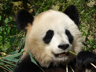 Fototapeta premium Pandat géant de Chine