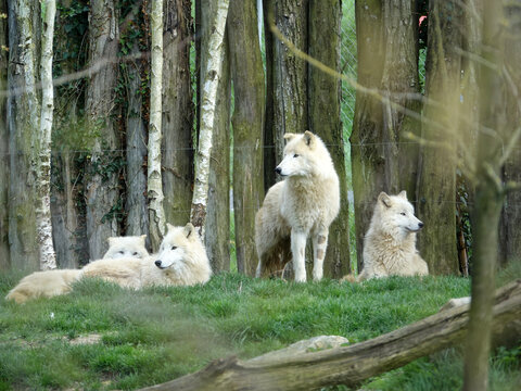 loup arctique