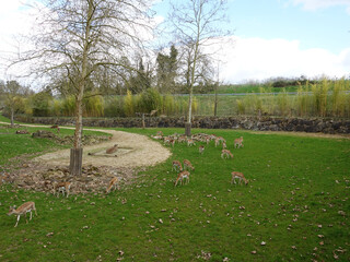 groupe de cerfs axis et de nilgauts