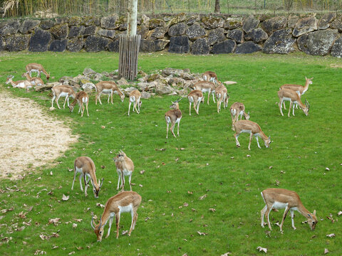 groupe de cerfs axis et de nilgauts