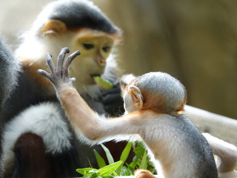 femelle Langur de Douc et son b&eacute;b&eacute; 