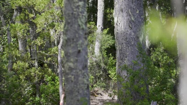 Male hiker with backpack walking through a dense ancient forest of Coihue trees in Patagonia with natural ambient sound