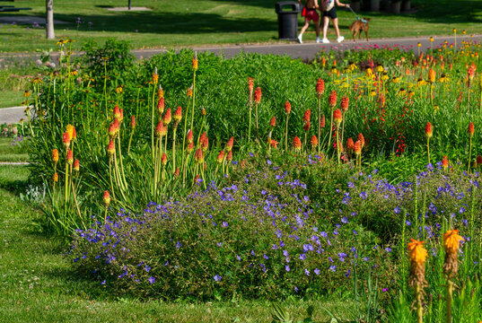 Cranesbill Geranium flowers and Red Hot Poker plants in a sunny park garden on a Summer day.