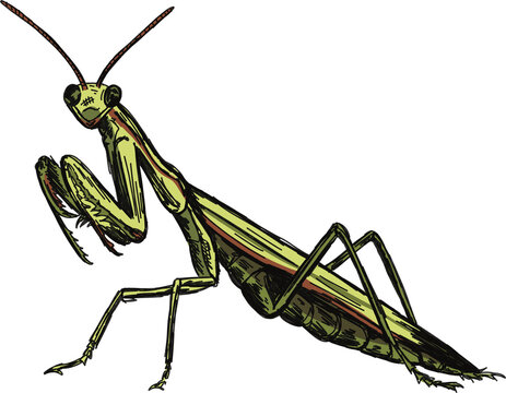 Praying mantis hand drawn illustration in a pen and ink line art style on isolated clear background 