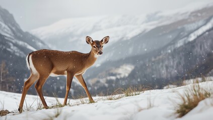 Juvenile deer grazes on grass in a snowy mountain slope during winter