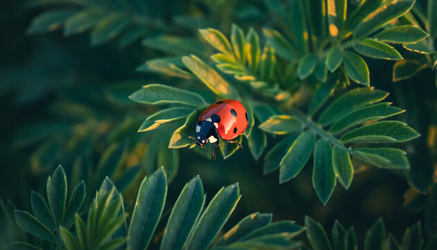 ladybug on green leaf