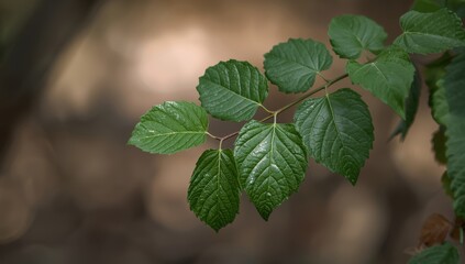Leaves of Merremia vitifolia, natural setting