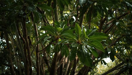 Leaves of the sacred fig tree (Ficus religiosa)