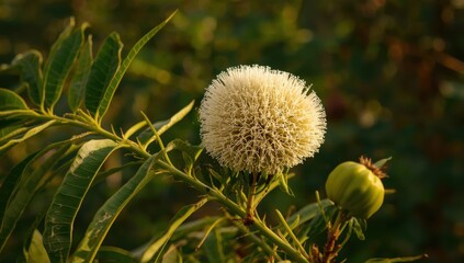 Leucaena, a leguminous plant also known as horse tamarind or coffeebush