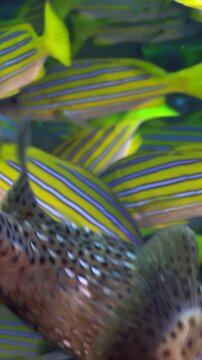 A school of vibrant yellowtail snapper and a spotted trunkfish swim serenely through the warm waters. Watch these colorful fish glide effortlessly in slow motion near the coral reef.