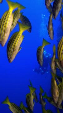 A large school of yellowtail snapper fish swim gracefully in unison near a coral reef. The water is clear and blue, and the fish move in a slow, hypnotic dance. This ocean life is mesmerizing.