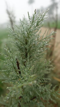 Ozothamnus hookeri, commonly known as kerosene bush, Dew drops