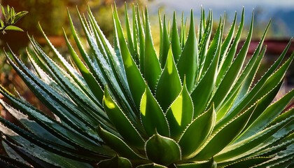 Fototapeta premium Vibrant Green Aloe Vera Plant