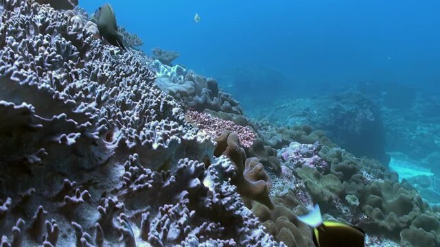 Travel through the warm, clear waters off the coast of Nusa Lembongan Island. Discover coral, marine life, and a beautiful underwater ecosystem in Indonesia.