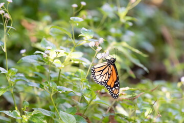 Monarch butterfly perched on a bush