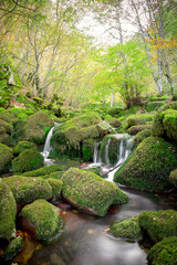 Moss-Covered Rocks and Stream in Argovejo beech Forest, Le&oacute;n, Castilla y Leon, Spain