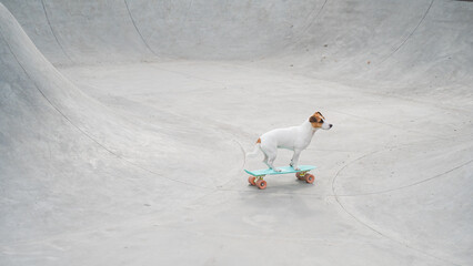 A Jack Russell Terrier rides a penny board at a skate park.