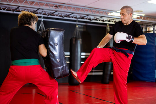 Grey-haired blue-belt enthusiast in red pants and white boxing gloves firing front kick at padded shield held by instructor during Krav Maga drill at gym..
