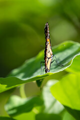 Monarch butterfly perched with its wings closed on a green leaf