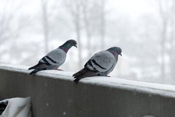 Two pigeons on snowy balcony during winter snowfall