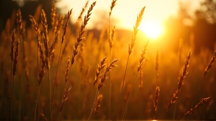 Fototapeta premium Warm golden hour light backlighting wild grass seed heads in a peaceful summer meadow at sunset.