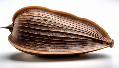 A Single Seed Pod With A Pointed Top And A Smooth Textured Surface