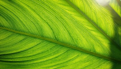 Texture Background Of Backlight Fresh Green Leaf