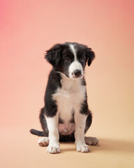 A young border collie puppy sits on a soft pink background, looking curiously. The lighting highlights its fluffy fur and attentive expression.
