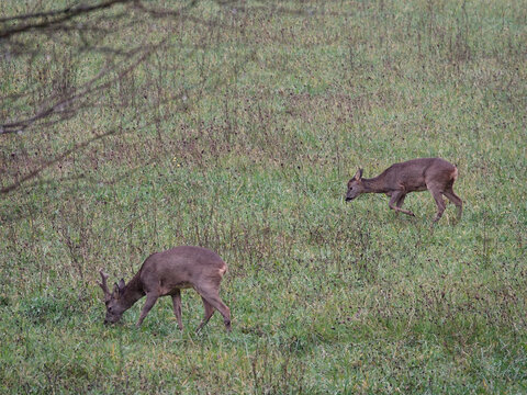 groupe de chevreuils dans une clairi&egrave;re