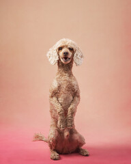 A playful poodle leaps mid-air against a warm peach background. Its curly fur and expressive movement make the shot dynamic and engaging.