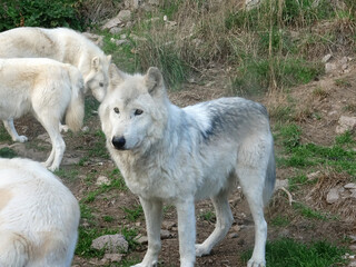 Obraz premium Loup du Canada