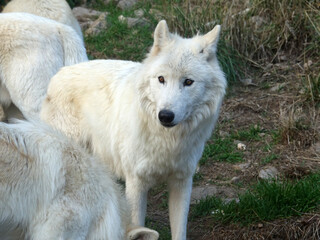 Obraz premium Loup du Canada