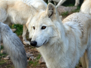 Obraz premium Loup du Canada