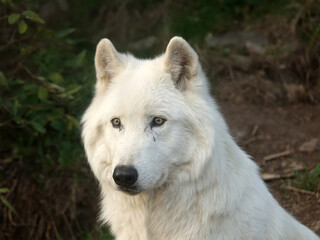 Obraz premium Loup du Canada