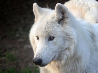 Obraz premium Loup du Canada