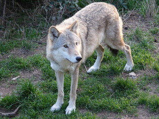 Loups de sib&eacute;rie