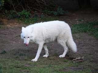 Obraz premium Loup Arctique