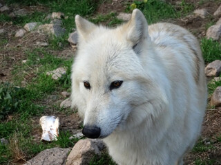 Obraz premium Loup du Canada